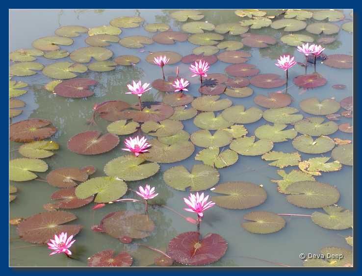 Prasat Muang Tam Lotus Flowers-1
